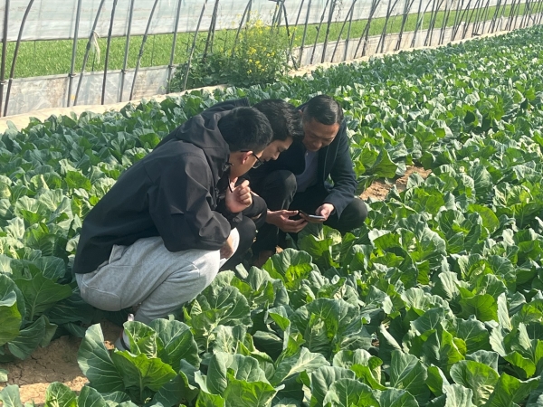 市农科院赴高皇指导甘蓝生产