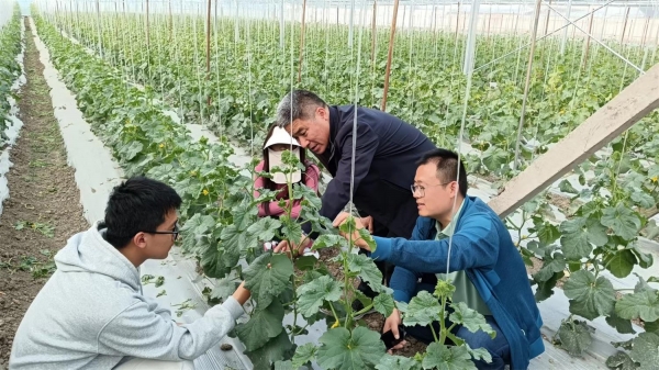 市农科院开展酥瓜健康栽培专项指导 助力特色农业提质增效