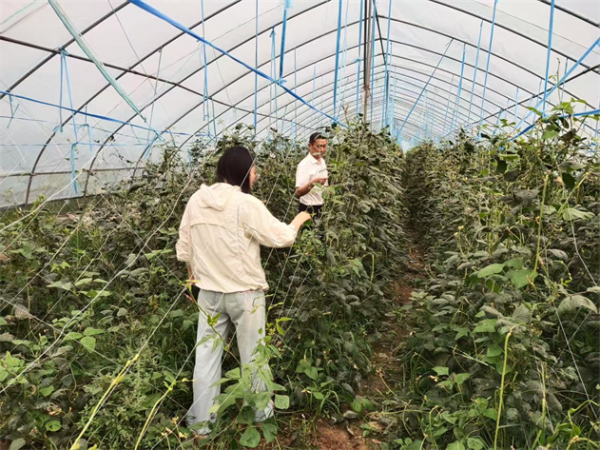 筑牢食品安全防线 推广绿色防控技术