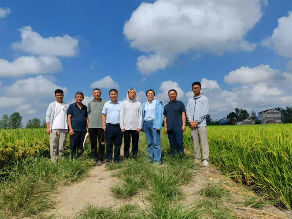市农科院联合寿县农业技术推广中心及安徽荃银高科种业股份有限公司开展再生稻生产指导调研
