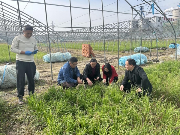 市农科院科技服务护航秋冬蔬菜生产1