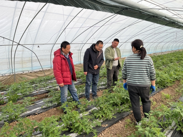 淮南农科院：科技先锋田间“把脉” 助力番茄产业“提品质增效益”1