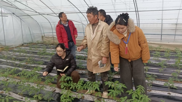 淮南农科院：科技先锋田间“把脉” 助力番茄产业“提品质增效益”2