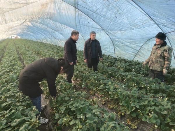 农科院专家指导草莓棚雨雪低温防护工作筑牢低温雨雪天气农业生产防线1