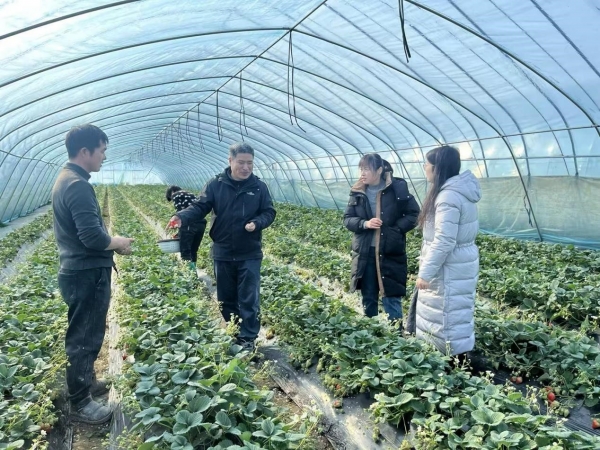 农科院专家指导草莓棚雨雪低温防护工作筑牢低温雨雪天气农业生产防线2