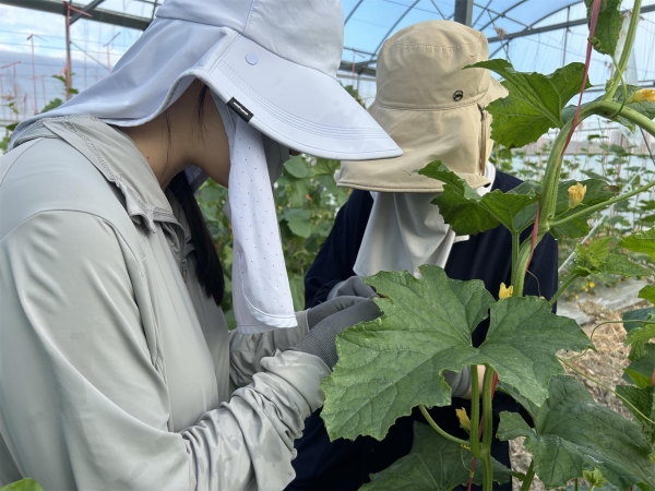 市农科院瓜类研究团队远赴三亚南繁育种