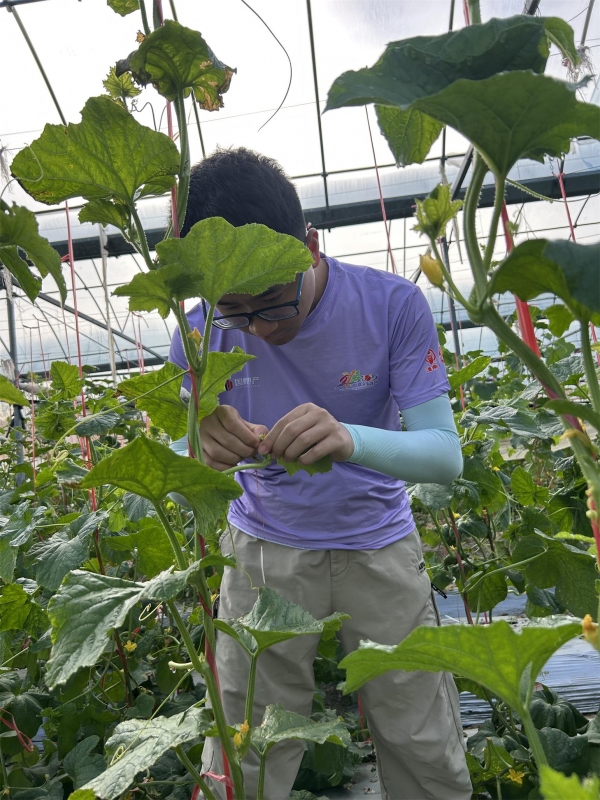 市农科院瓜类研究团队远赴三亚南繁育种2