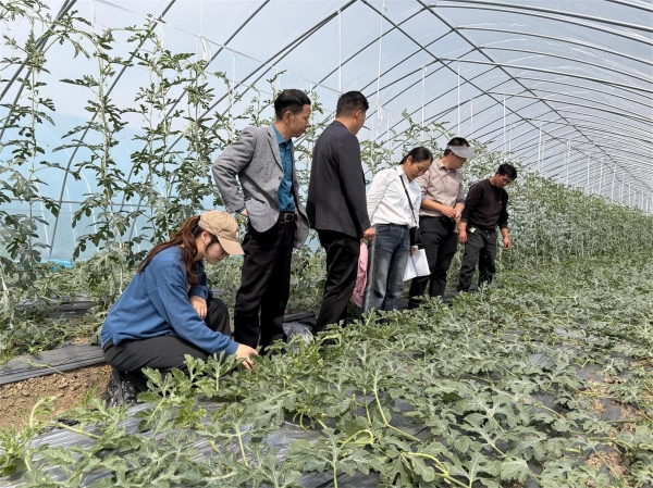 淮南市农科院联合省农科院蔬菜研究所赴潘集开展西甜瓜种植技术指导