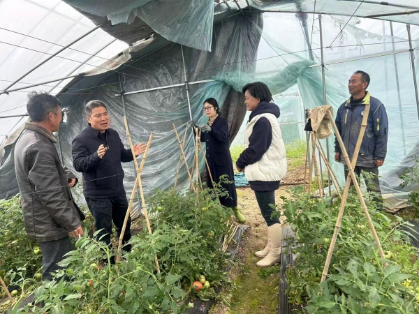 市农科院赴上窑洛河湾番茄基地开展病害诊断与技术指导