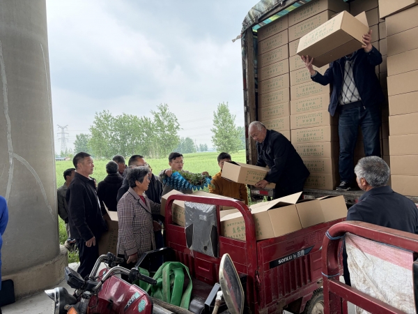 新品种瓜苗落地毛集 科技赋能乡村产业振兴