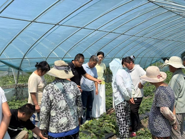 市农科院开展酥瓜越夏秋延种植现场观摩培训